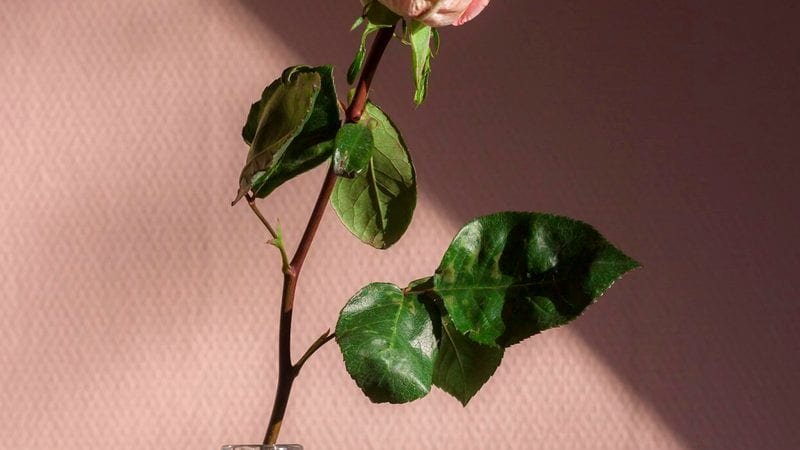 LolaJack y los crash games: más allá de Aviator